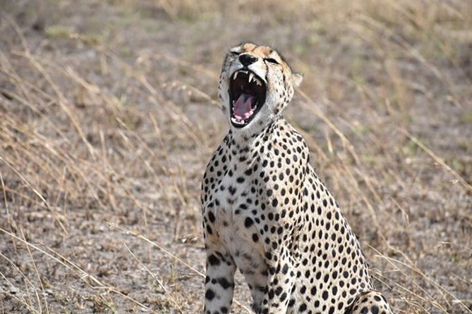 6 Days: Classic Camping( Tarangire, Manyara, Serengeti And Ngorongoro). - Day 2: Lake Manyara’s forest, birds, and lions
