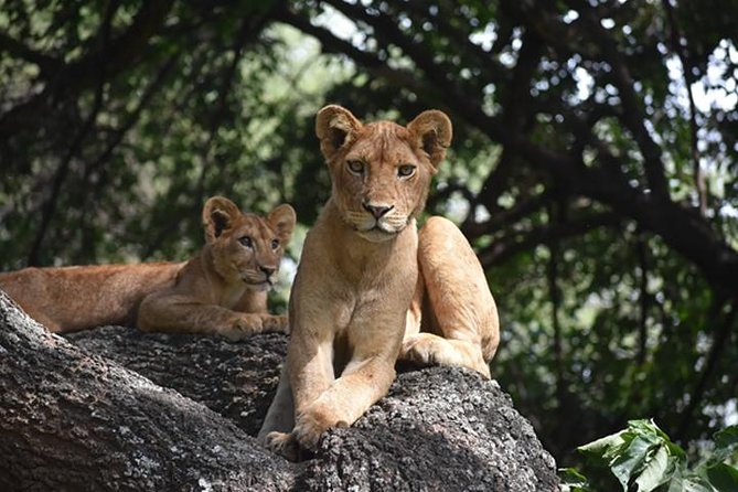 6 Days: Classic Camping( Tarangire, Manyara, Serengeti And Ngorongoro). - Day 5: Leaving the plains for the Ngorongoro area
