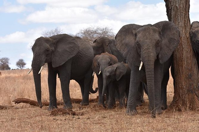 6 Days: Classic Camping( Tarangire, Manyara, Serengeti And Ngorongoro). - Day 1: Tarangire’s elephants beneath the baobabs