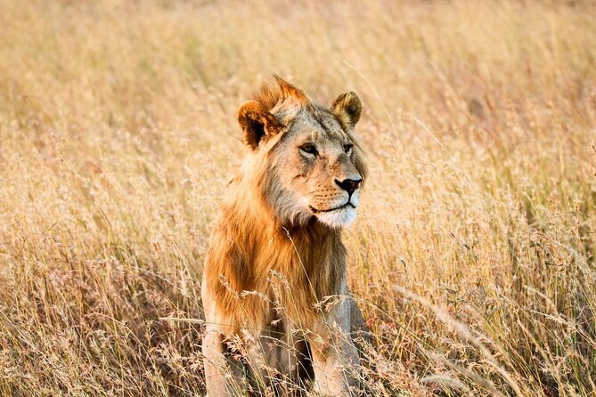 6 Days Enchanting Tanzania Safaris - Mid Range Safari - Day 3: A second Serengeti day near Seronera