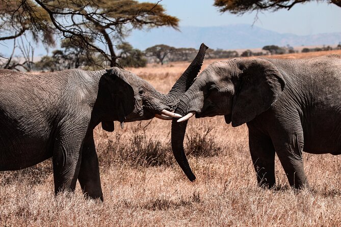 6 Days Enchanting Tanzania Safaris - Mid Range Safari - Day 4: Odupai Gorge and the Ngorongoro Crater