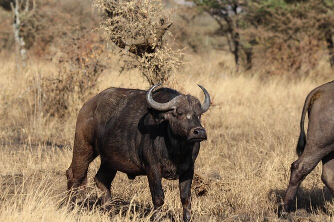 6 Days Enchanting Tanzania Safaris - Mid Range Safari - Day 5: Tarangire’s elephants and baobabs
