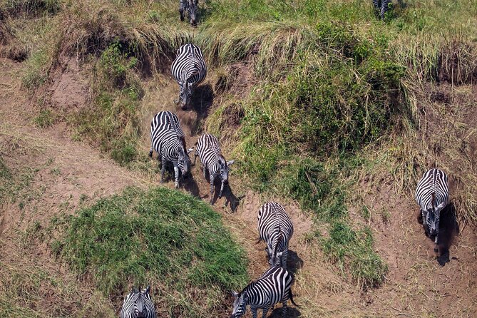 6 Days Enchanting Tanzania Safaris - Mid Range Safari - Day 6: A final Tarangire morning and return transfer
