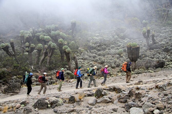 6 Days: Hiking Kilimanjaro via Machame Route - Day 4: The Barranco Wall and Barafu Camp