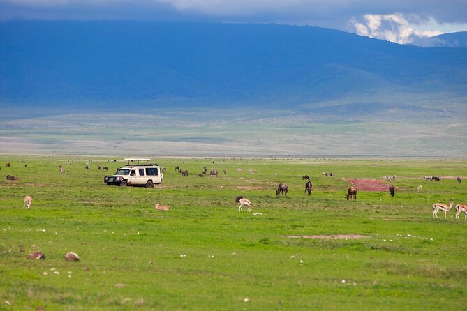 6 Days in the Wild – A Budget Safari Across Tanzania’s Icons - Day five, Lake Manyara in a shorter wildlife outing
