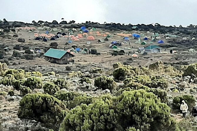 6 days Kilimanjaro Climbing Machame Route in Tanzania - Day two: Heather, rock, and Shira Camp