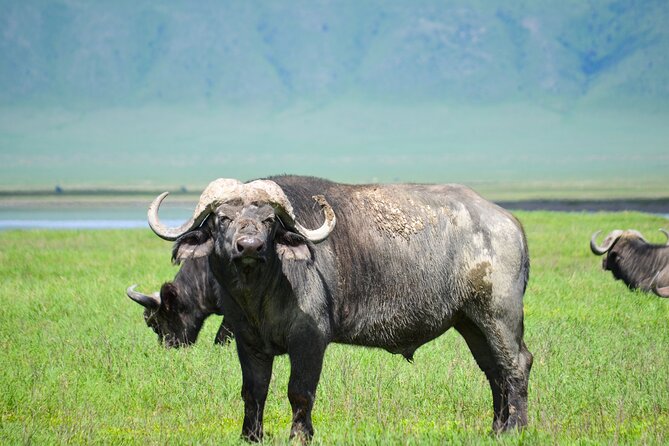6 Days lodge &camping tour Serengeti ,Tarangire ,Ngorongoro Crater and Manyara - Day 1: Tarangire’s elephants and baobabs