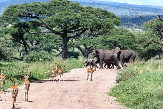 6 Days lodge &camping tour Serengeti ,Tarangire ,Ngorongoro Crater and Manyara - Day 3: An early Serengeti game drive