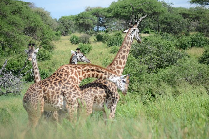 6 Days lodge &camping tour Serengeti ,Tarangire ,Ngorongoro Crater and Manyara - Day 5: Down into Ngorongoro Crater