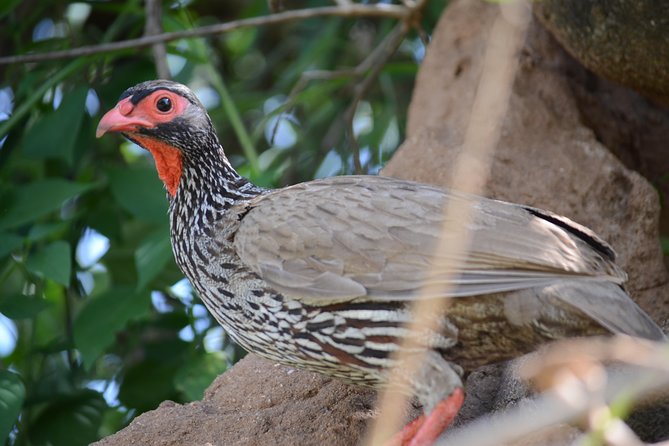 6 Days lodge &camping tour Serengeti ,Tarangire ,Ngorongoro Crater and Manyara - Camping, lodges, and the small-group setup
