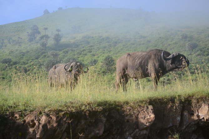 6 Days lodge &camping tour Serengeti ,Tarangire ,Ngorongoro Crater and Manyara - Day 2: From the crater rim to the Serengeti plains