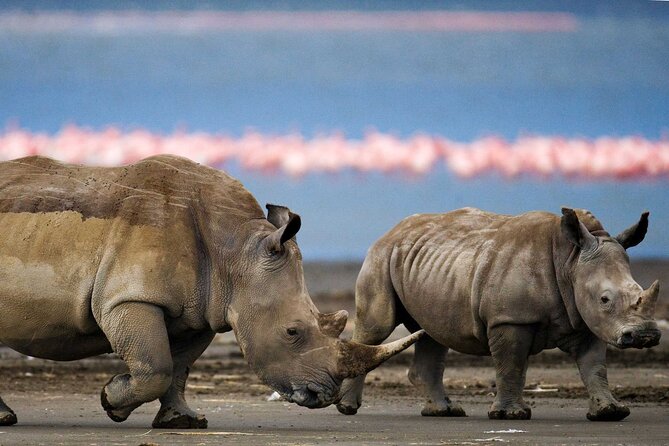 6 Days Lodge & Tented Camp Luxury - The Serengeti Trail & Tarangire - Starting gently in Arusha after your flight