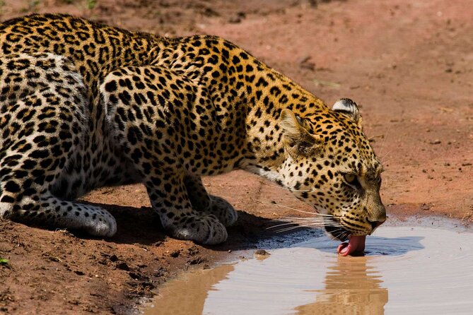6 Days Lodge & Tented Camp Luxury - The Serengeti Trail & Tarangire - Lodge comfort and tented camp atmosphere