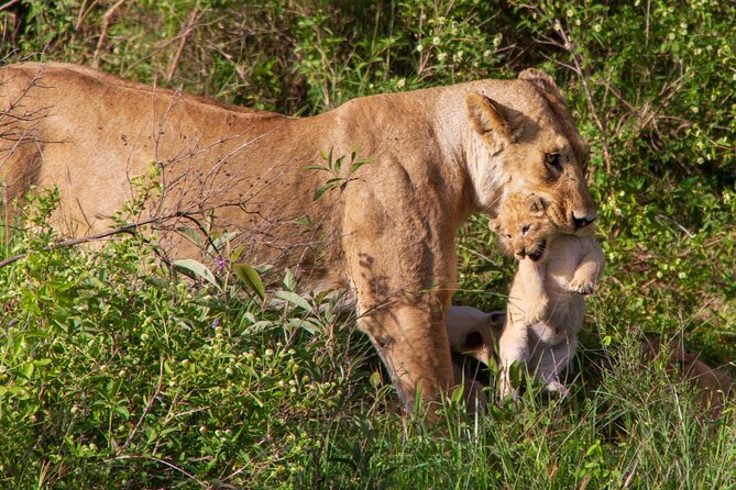 6 Days Lodge & Tented Camp Luxury - The Serengeti Trail & Tarangire - Ngorongoro Crater and the 610-meter descent