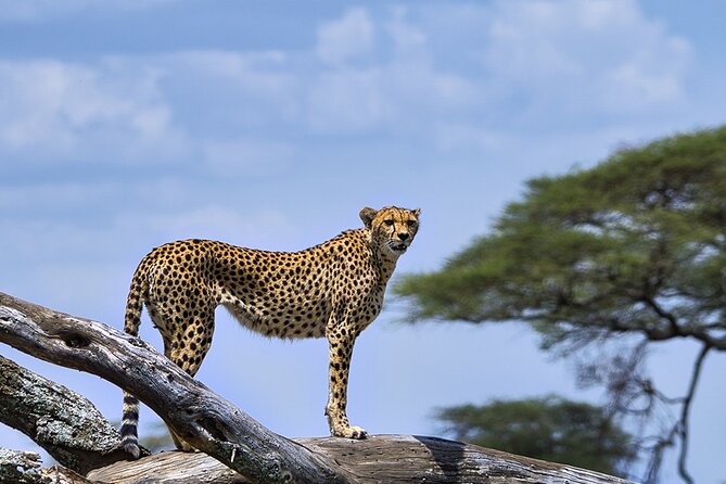 6 Days Luxury Migration Safari-Northern Tanzania - What the $3,725 price really covers