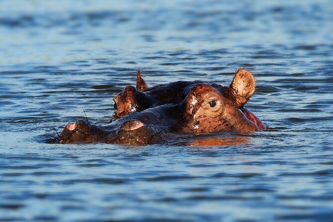 6 Days Luxury Migration Safari-Northern Tanzania - Days 3 and 4: Two northern Serengeti days for migration watching
