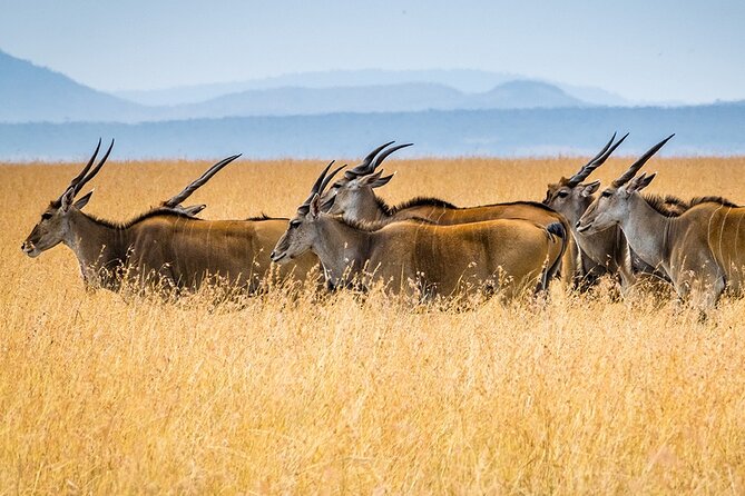6 Days Luxury Migration Safari-Northern Tanzania - Day 5: Ngorongoro Crater offers concentrated wildlife viewing