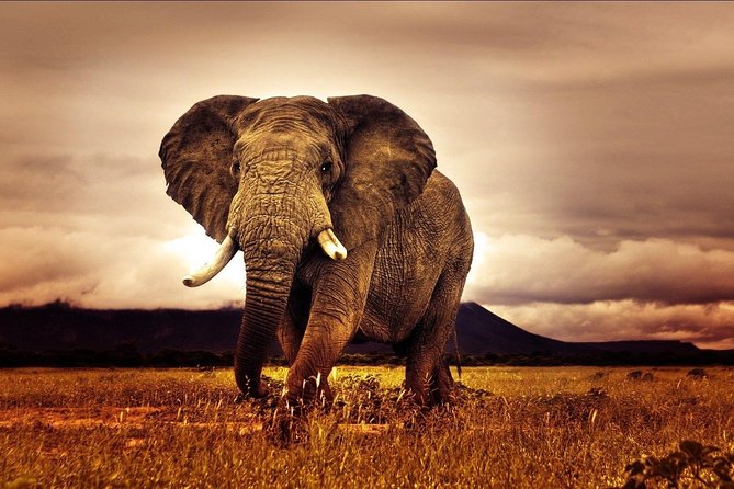 6 Days Luxury Migration Safari-Northern Tanzania - The private format is the biggest comfort advantage