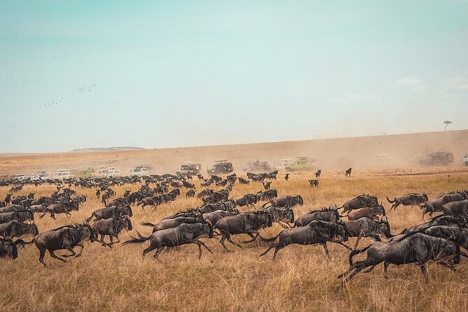 6 Days Luxury Migration Safari-Northern Tanzania - Day 1: Tarangire begins with elephants and open-air game viewing