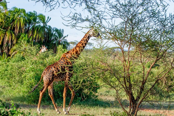 6 Days Luxury Northern Circuit Safari - A Glimpse of Tanzania Adventure - Day 1: Arriving in Arusha beneath Mount Meru