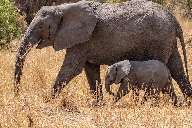 6 Days Mid-Range Tanzania Safari - What $2,740 buys you in northern Tanzania