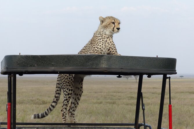 6 Days Private Budget Safari - Day Six: Flamingos and Forest at Lake Manyara