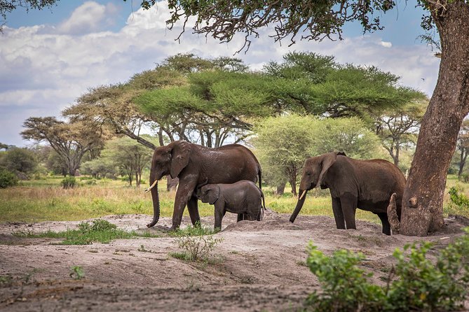 6 Days Private Budget Safari - Day Two: The Long Road to the Serengeti