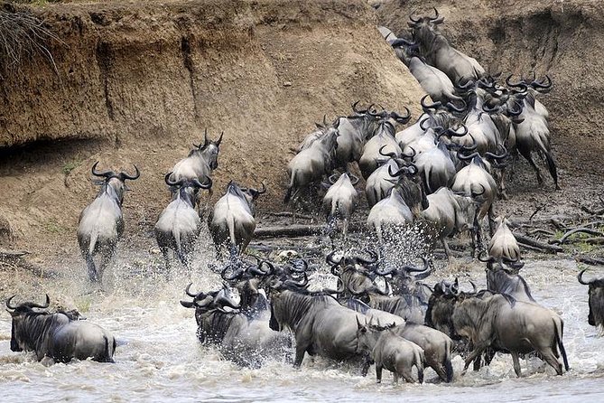 6 Days Private Camping Safari Serengeti, Ngorongoro, Lake Manyara and Tarangire - Day 4: A final Serengeti drive before Ngorongoro