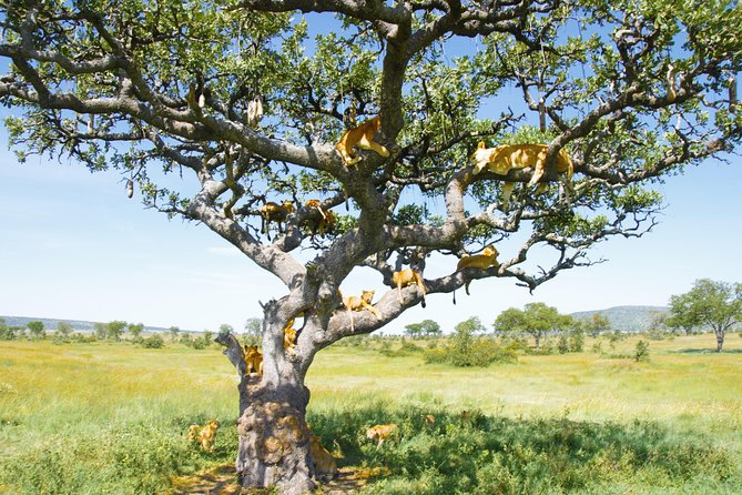 6 Days Private Camping Safari Serengeti, Ngorongoro, Lake Manyara and Tarangire - Day 6: Lake Manyara’s forest, swamps, and flamingos
