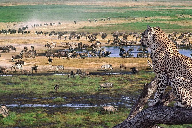 6 Days Private Camping Safari Serengeti, Ngorongoro, Lake Manyara and Tarangire - Day 1: Tarangire’s baobabs and elephant country