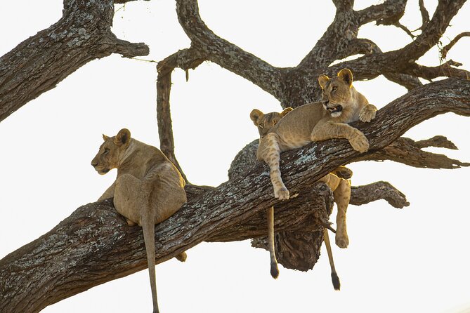 6 Days Private Safari with Mid-range Lodges or Camps - Key Points at a Glance