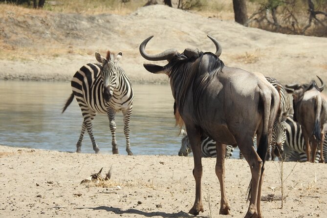 6 Days Private Safari with Mid-range Lodges or Camps - Why This Six-Day Route Works