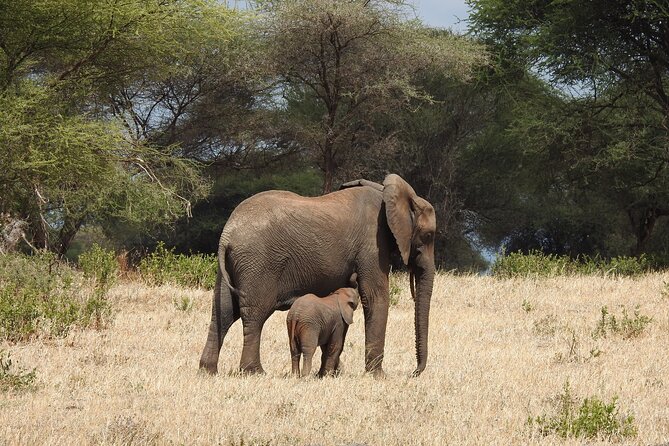 6 Days Private Safari with Mid-range Lodges or Camps - Day 2: Birds and Rift Valley Views at Lake Manyara
