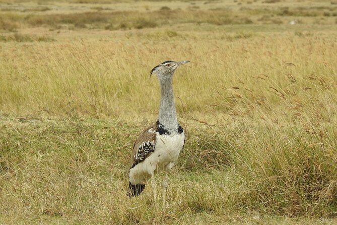 6 Days Private Safari with Mid-range Lodges or Camps - Day 4: Give the Serengeti a Full Day