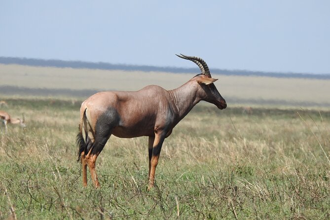 6 Days Private Safari with Mid-range Lodges or Camps - Day 5: One Last Serengeti Drive, Then Toward Ngorongoro