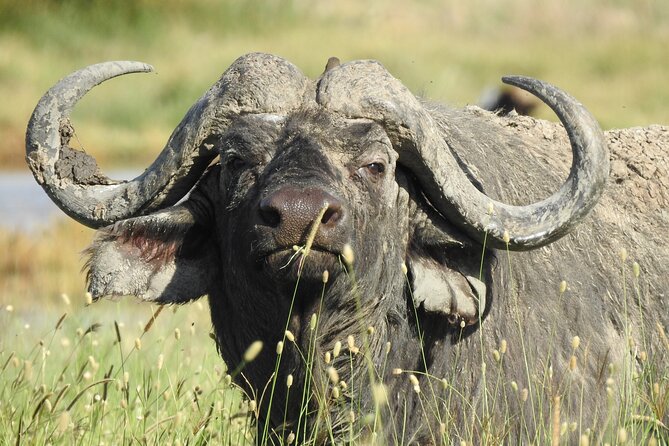 6 Days Private Safari with Mid-range Lodges or Camps - Day 1: A Gentle Start in Arusha