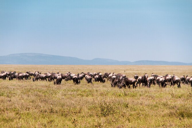6 Days Private Tour to The Great Wildebeest Migration Calving Season - Day 1 in Arusha, a useful arrival buffer
