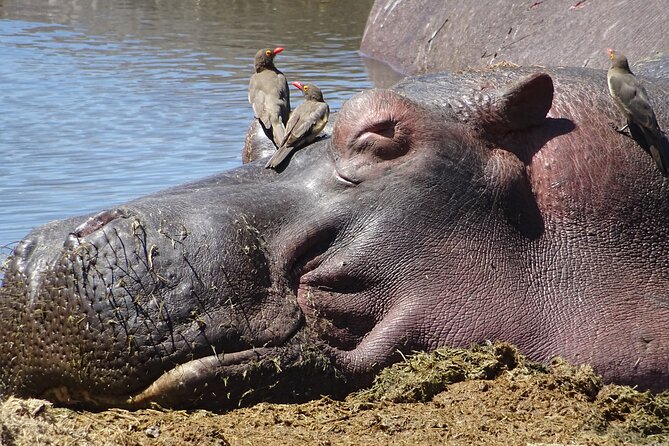6 Days Private Tour to The Great Wildebeest Migration Calving Season - Day 3, the main Ndutu calving-season safari