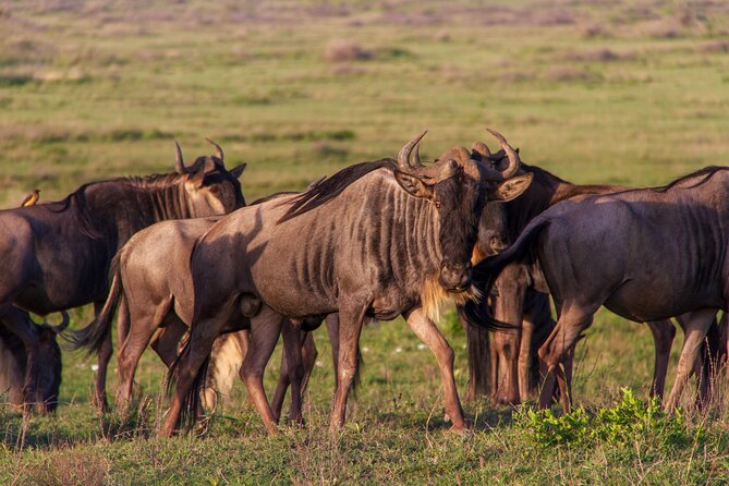 6 Days Private Tour to The Great Wildebeest Migration Calving Season - What the $3,353 price includes