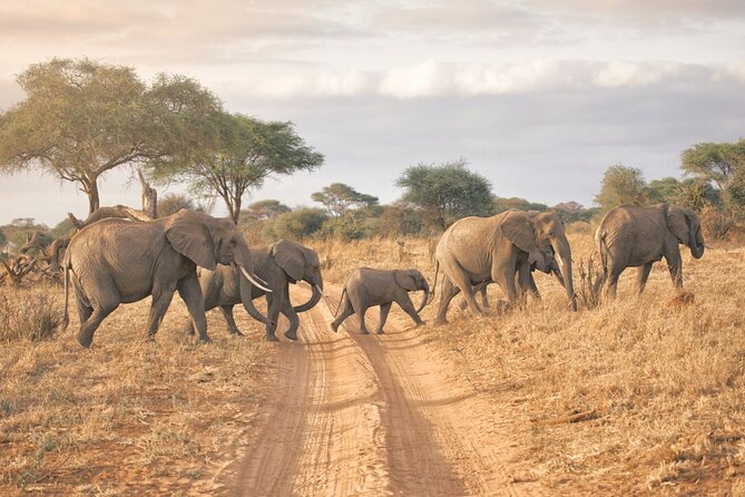 6-days Safari in Northern Tanzania - Key points to know before booking