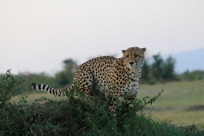 6-days Safari in Northern Tanzania - Day 4: Entering the Serengeti