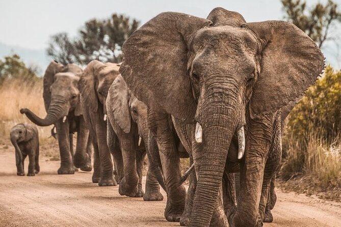 6-days Safari in Northern Tanzania - Day 5: A second Serengeti search