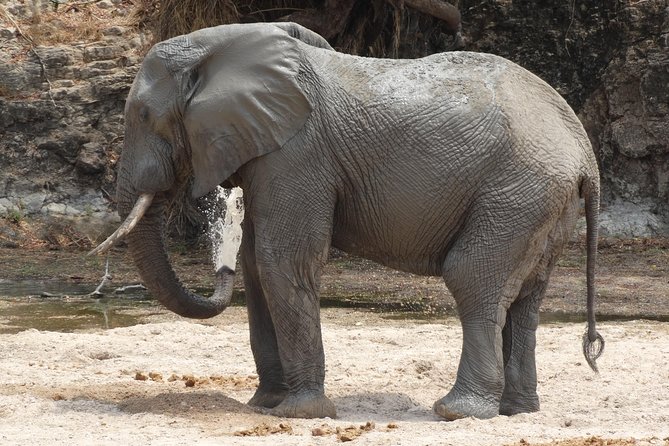 6 Days Safari to Udzungwa Mountain NP, Ruaha NP and Mikumi NP - Why this southern circuit is worth your time