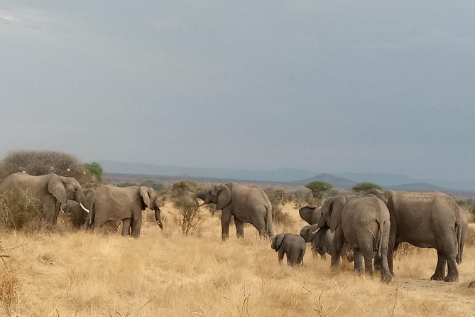 6 Days Safari to Udzungwa Mountain NP, Ruaha NP and Mikumi NP - Day 3: Entering Ruaha and following the Great Ruaha River