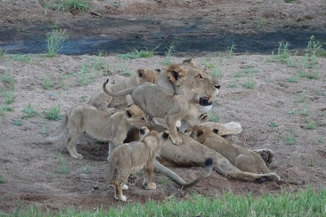 6 Days Safari to Udzungwa Mountain NP, Ruaha NP and Mikumi NP - Day 4: A second full day among Ruaha’s baobabs and kopjes
