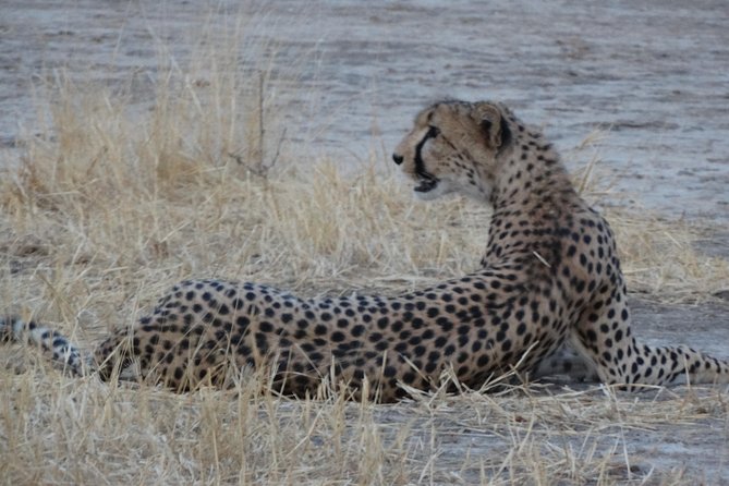 6 Days Safari to Udzungwa Mountain NP, Ruaha NP and Mikumi NP - Day 5: A walking safari, then the road to Mikumi