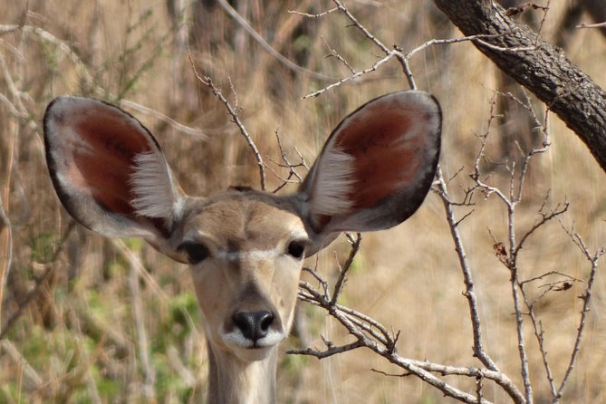 6 Days Safari to Udzungwa Mountain NP, Ruaha NP and Mikumi NP - Day 6: Mikumi game drive and return to Dar es Salaam