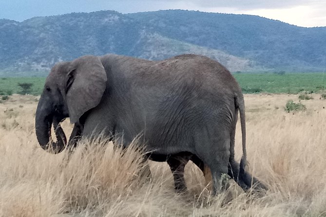 6 Days Safari to Udzungwa Mountain NP, Ruaha NP and Mikumi NP - Day 2: Udzungwa’s forest, monkeys, and 170-meter Sanje waterfall