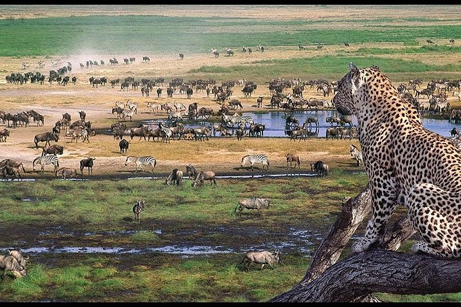 6 Days Serengeti Safari(hiking waterfalls &coffee tour) - Days 3 and 4: Two different sides of the Serengeti