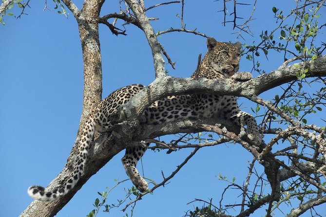 6 Days Serengeti Wildebeest Migration Safari - Key points to know before booking